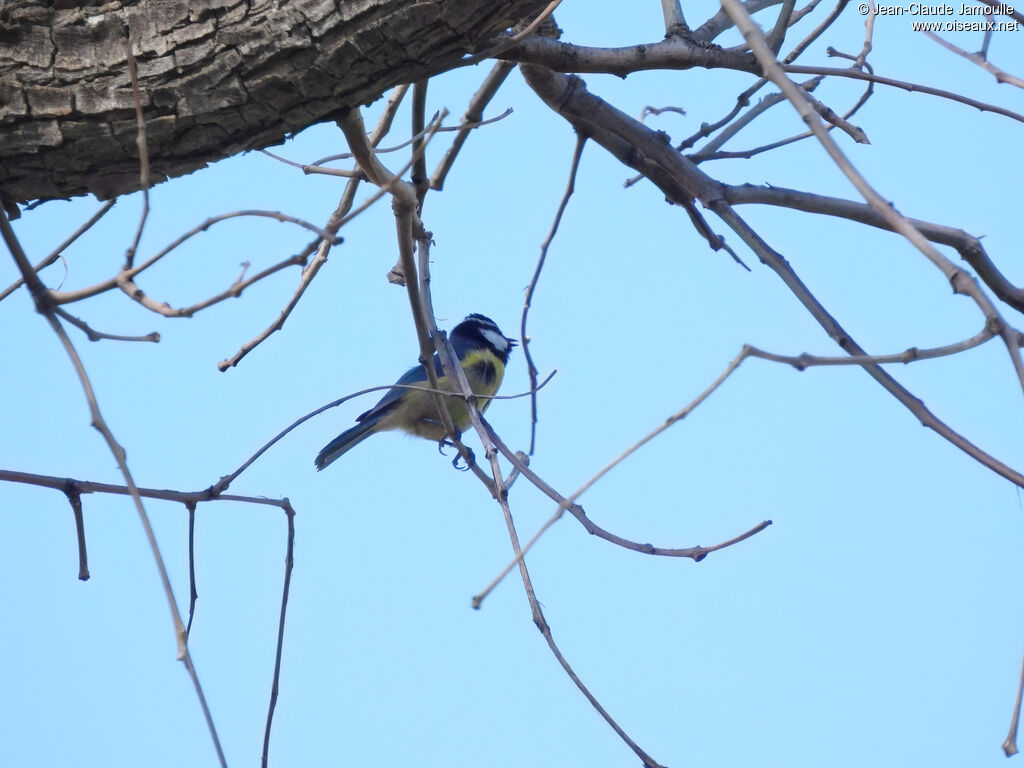Mésange nord-africaineadulte, chant