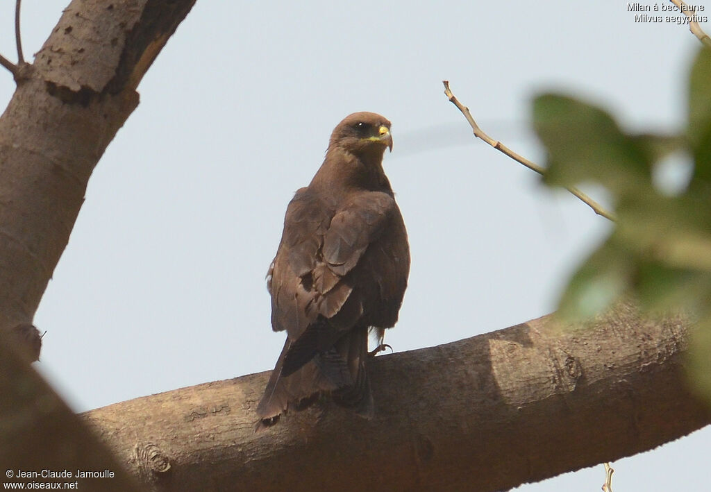 Yellow-billed Kiteadult, identification