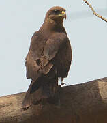 Yellow-billed Kite