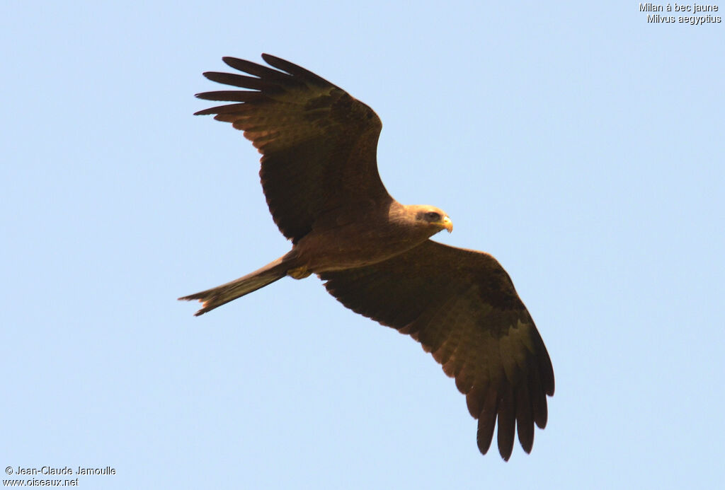 Yellow-billed Kite, Flight