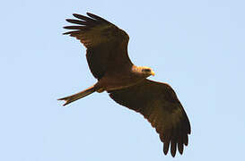 Yellow-billed Kite