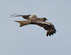 Yellow-billed Kite