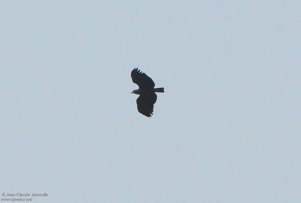 Slender-billed Kite, Flight