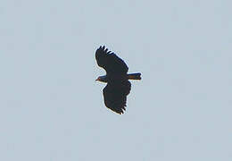 Slender-billed Kite