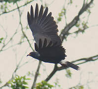 Snail Kite