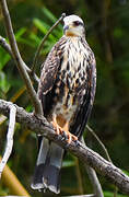 Snail Kite