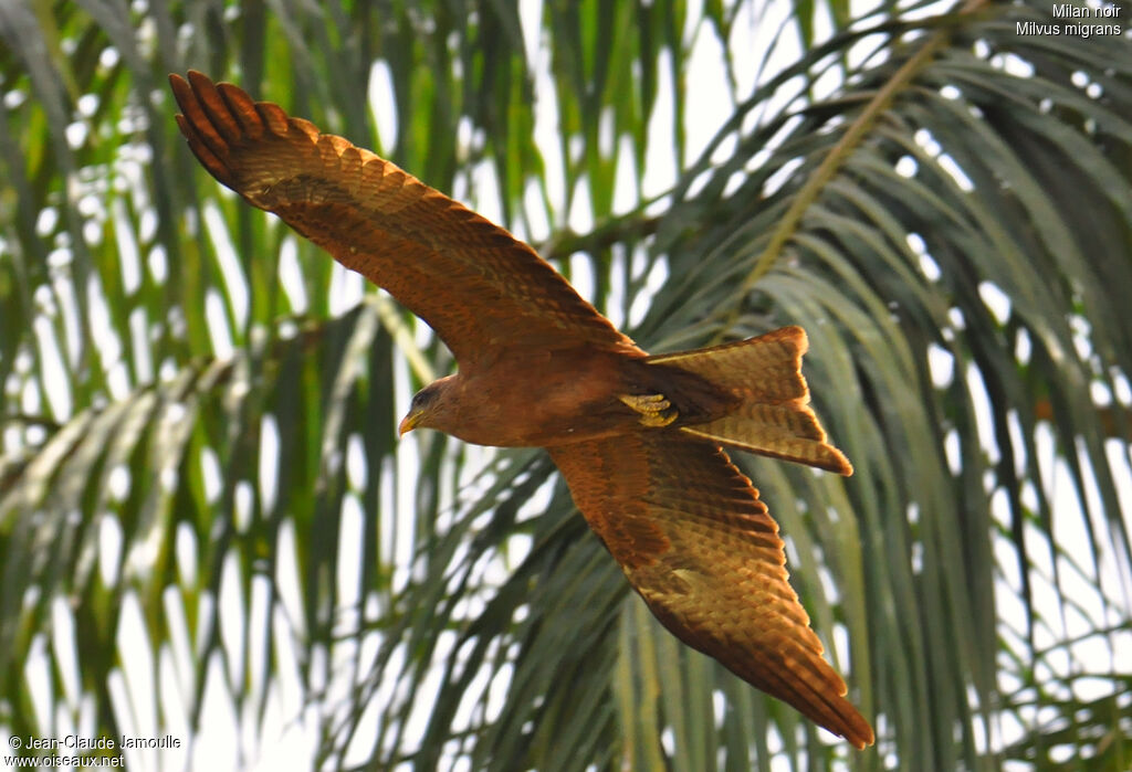 Black Kite, Flight