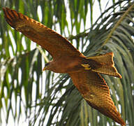 Black Kite