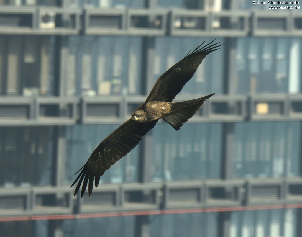 Black Kiteadult, Flight