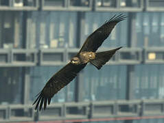 Black Kite