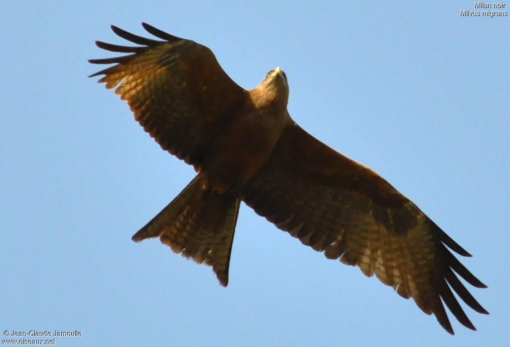 Black Kite, Flight