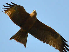 Black Kite