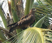Black Kite