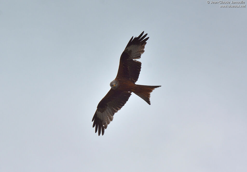 Red Kite