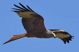 Red Kite