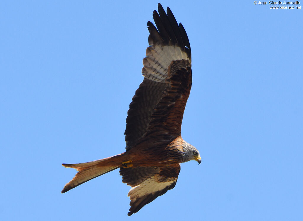 Red Kite