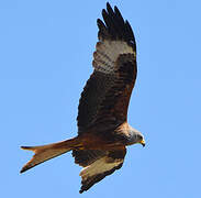 Red Kite