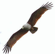 Brahminy Kite