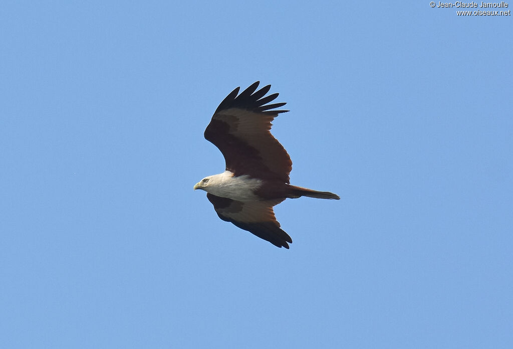 Brahminy Kiteadult