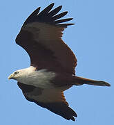 Brahminy Kite