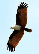 Brahminy Kite