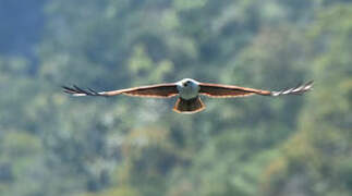 Brahminy Kite