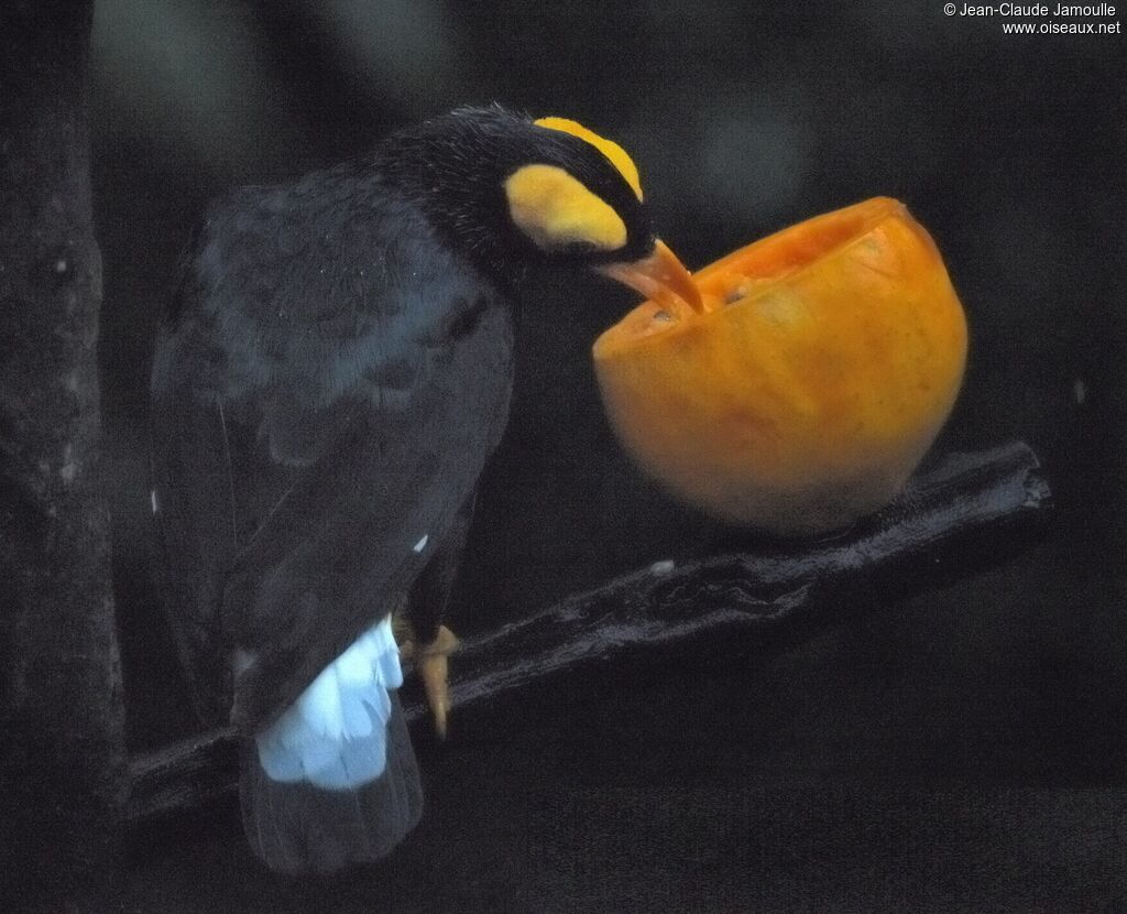 Yellow-faced Myna