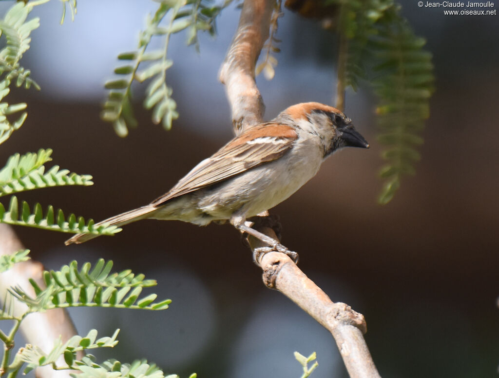 Moineau à dos roux mâle