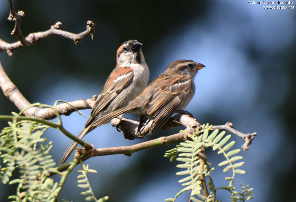 Moineau à dos roux mâle