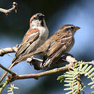 Moineau à dos roux