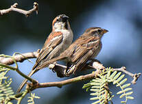 Moineau à dos roux