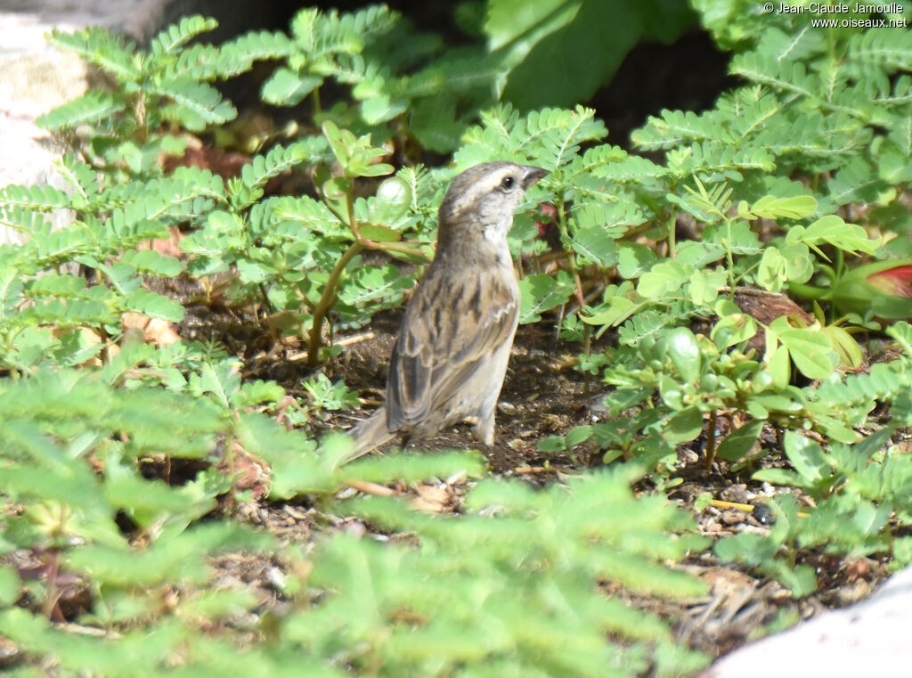 Moineau à dos roux femelle