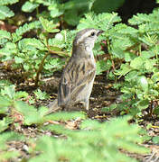 Moineau à dos roux