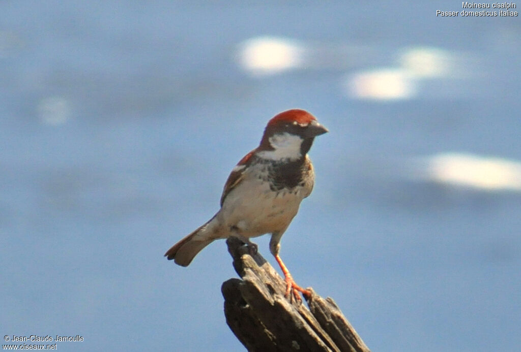 Italian Sparrow male adult