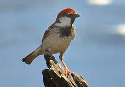 Italian Sparrow