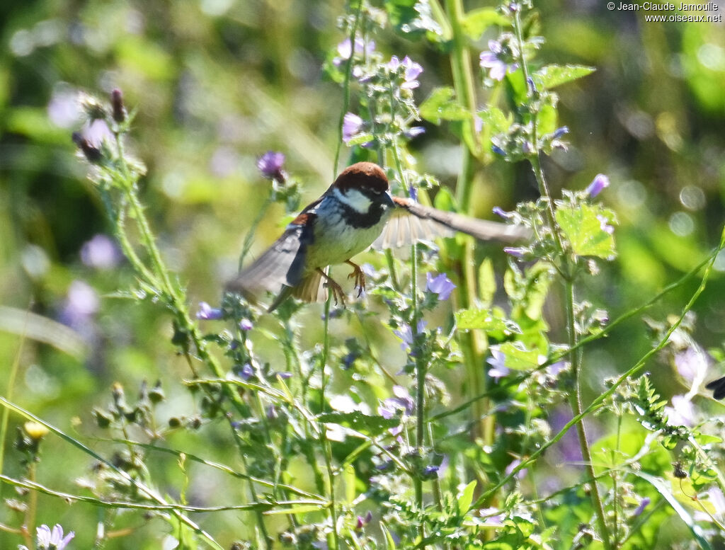 Moineau cisalpin