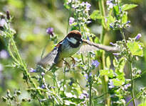 Moineau cisalpin