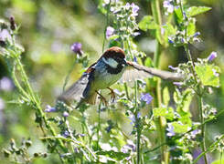 Italian Sparrow