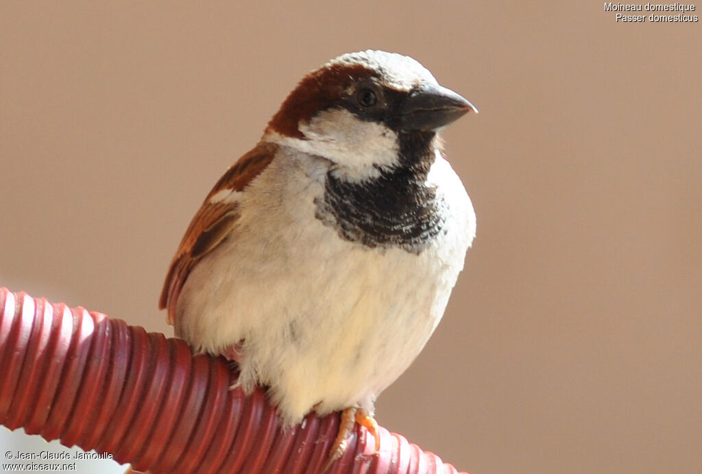 House Sparrow male