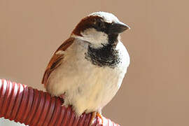 House Sparrow