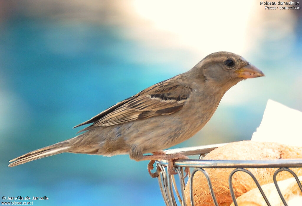 Moineau domestique femelle