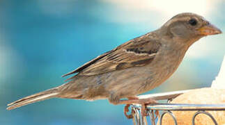 House Sparrow