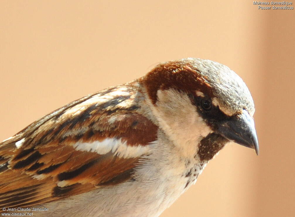 House Sparrow male