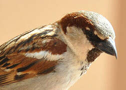 House Sparrow