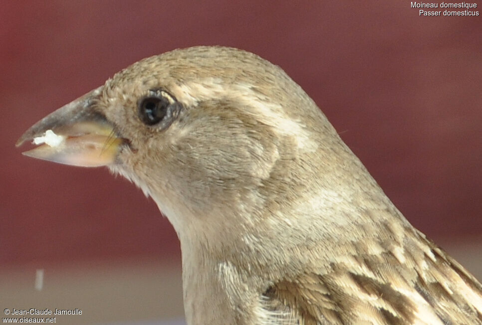 Moineau domestique femelle