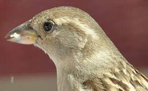 House Sparrow