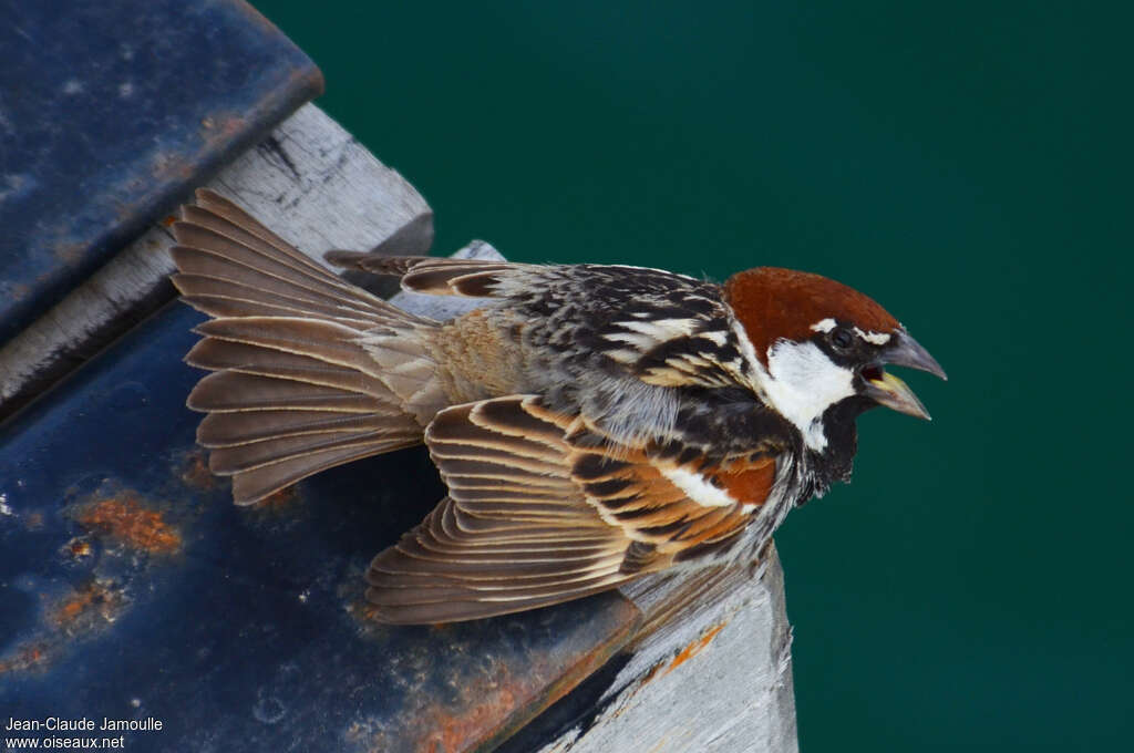 Spanish Sparrow male adult breeding, courting display