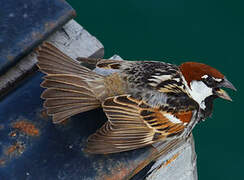 Spanish Sparrow