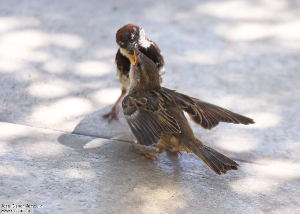 Spanish Sparrow, habitat, Reproduction-nesting, Behaviour