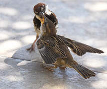 Spanish Sparrow